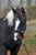 Annuncio cavallo