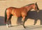 Annonce cheval