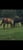 Annuncio cavallo