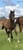 Horse ad