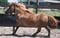 Annuncio cavallo