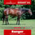 Paardadvertentie