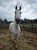 Horse ad