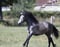Horse ad