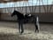 Annuncio cavallo