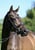 Horse ad