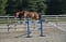 Annonce cheval
