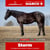 Paardadvertentie