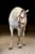 Horse ad