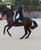 Annuncio cavallo
