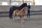 Horse ad