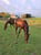 Horse ad