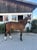 Annuncio cavallo