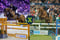 Annonce cheval
