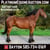Horse ad