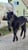 Annuncio cavallo