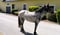 Horse ad