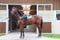 Horse ad