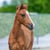 Horse ad