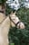 Horse ad