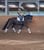 Horse ad