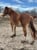 Horse ad