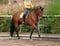 Annuncio cavallo