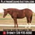 Horse ad