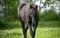 Horse ad