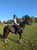 Horse ad
