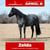 Horse ad