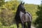 Annuncio cavallo