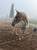 Annuncio cavallo
