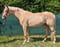 Horse ad