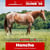Horse ad
