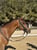 Annuncio cavallo