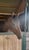 Annuncio cavallo