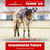 Annuncio cavallo