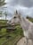 Horse ad