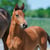 Horse ad