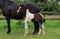 Annuncio cavallo