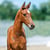 Annuncio cavallo