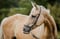 Horse ad