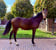 Horse ad