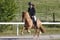 Annuncio cavallo