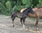 Horse ad