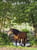 Annuncio cavallo