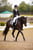 Horse ad