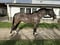 Horse ad