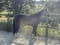 Annonce cheval